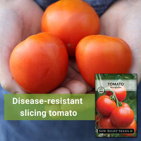 Sow Right Seeds Marglobe determinate tomato plant in sun