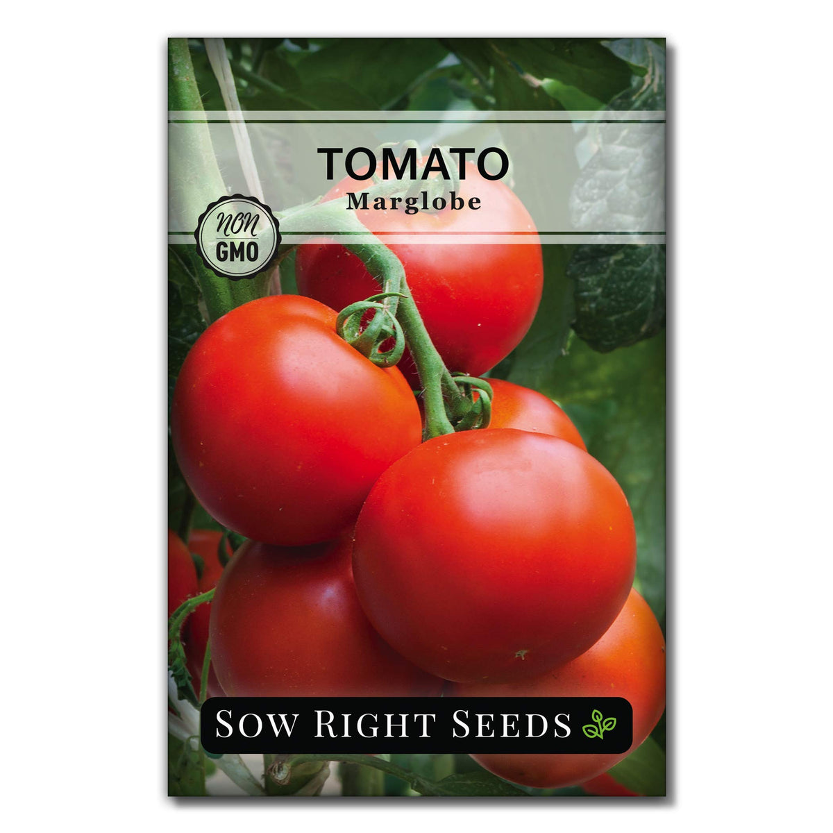 Sow Right Seeds Marglobe tomato fruit close-up, ideal for fresh slicing and preserving