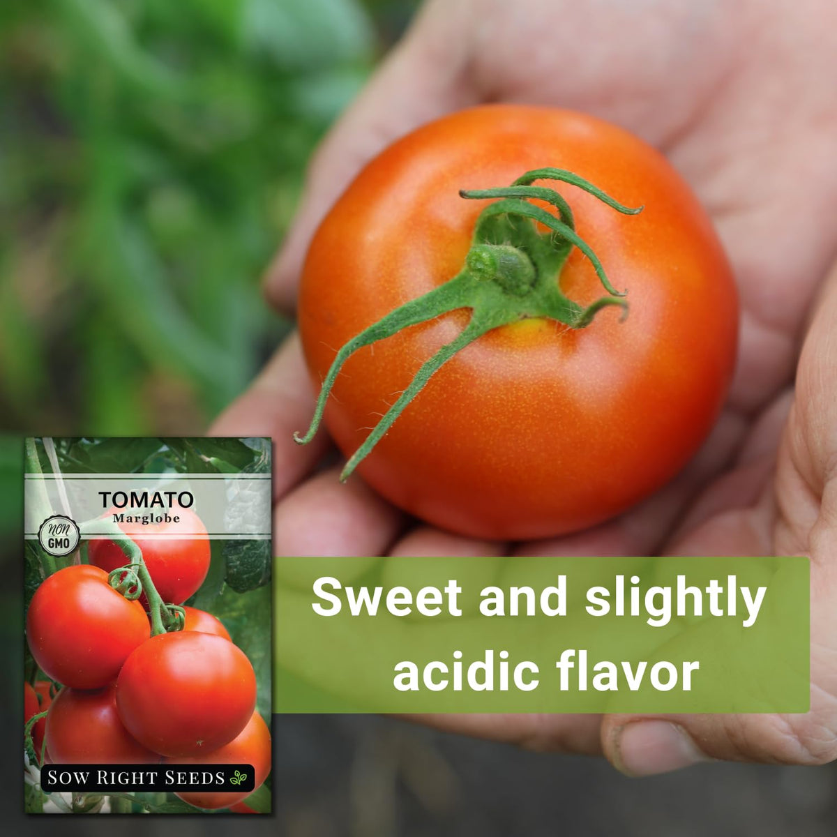 Tomatoes sliced on bruschetta, vivid red fruit from Sow Right Seeds