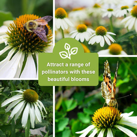 Sow Right Seeds mature white coneflowers brighten a perennial border.