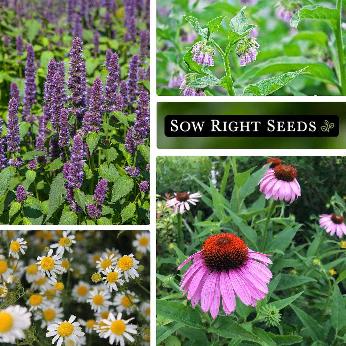 Sow Right Seeds Hyssop packet for aromatic teas and refreshing sachets.
