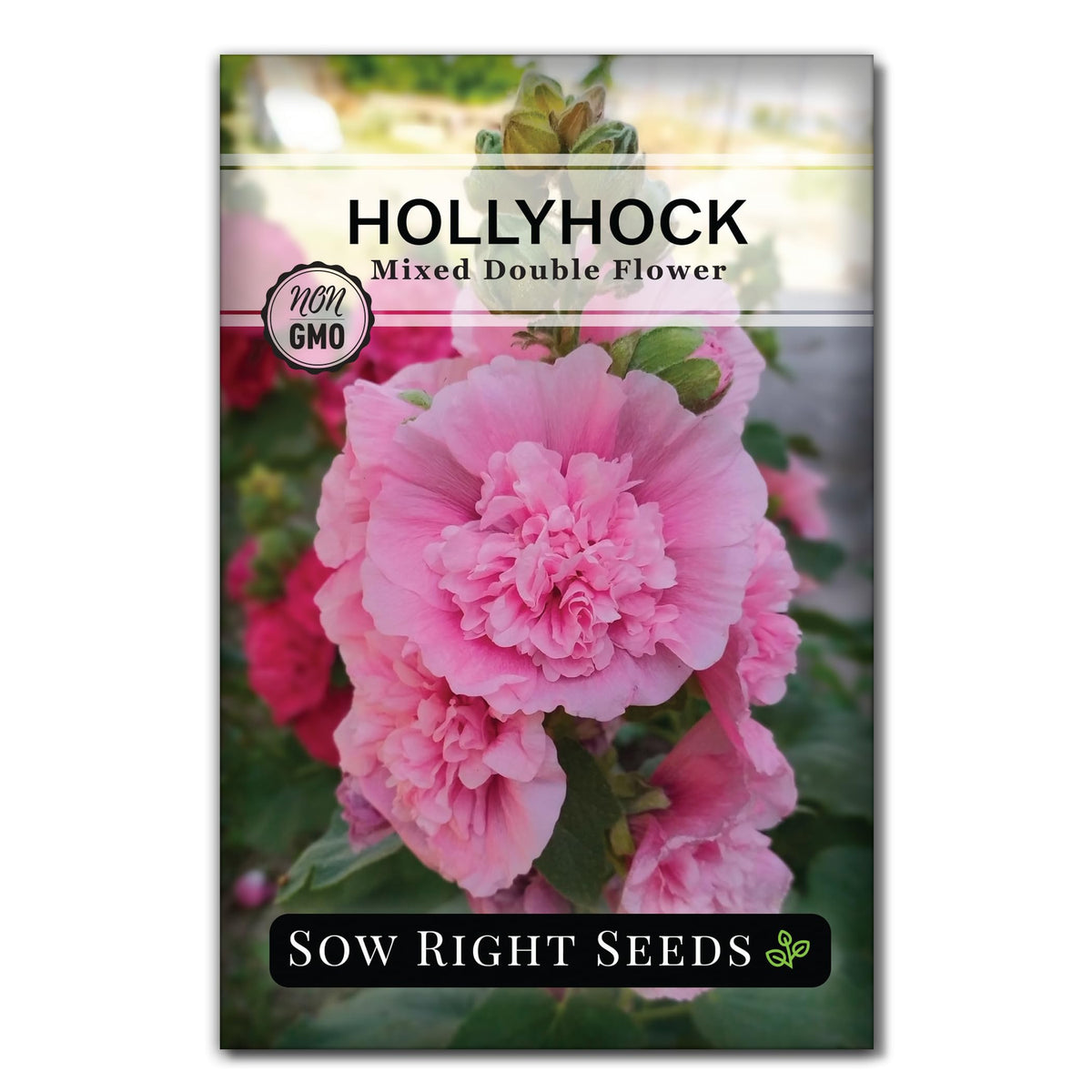 Sow Right Seeds mixed double hollyhock seeds packet with vibrant ruffled blooms for the garden