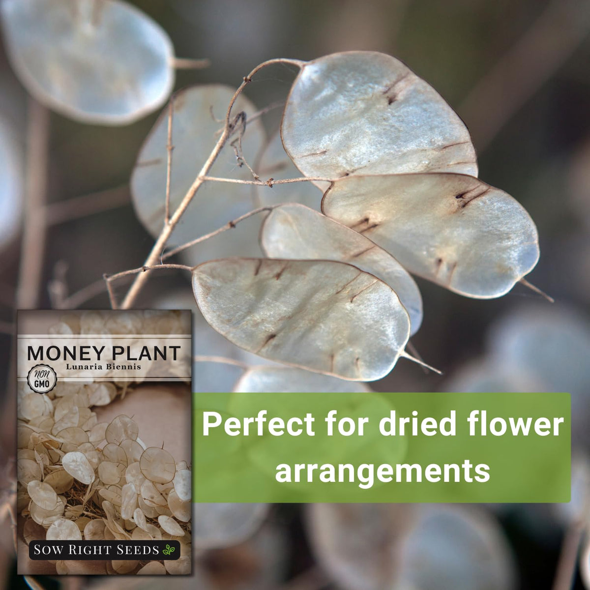 Sow Right Seeds Money Plant thrives in full sun beds