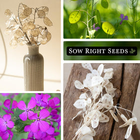 Sow Right Seeds Money Plant germination tips support quick start