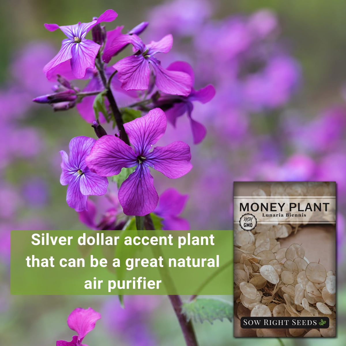 Sow Right Seeds Money Plant lavender flowers hint at year-two blooms