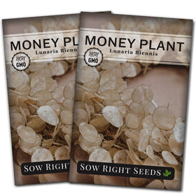 Sow Right Seeds Money Plant seed packets ready for easy sowing
