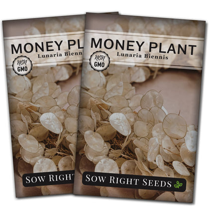 Sow Right Seeds Money Plant seed packets ready for easy sowing