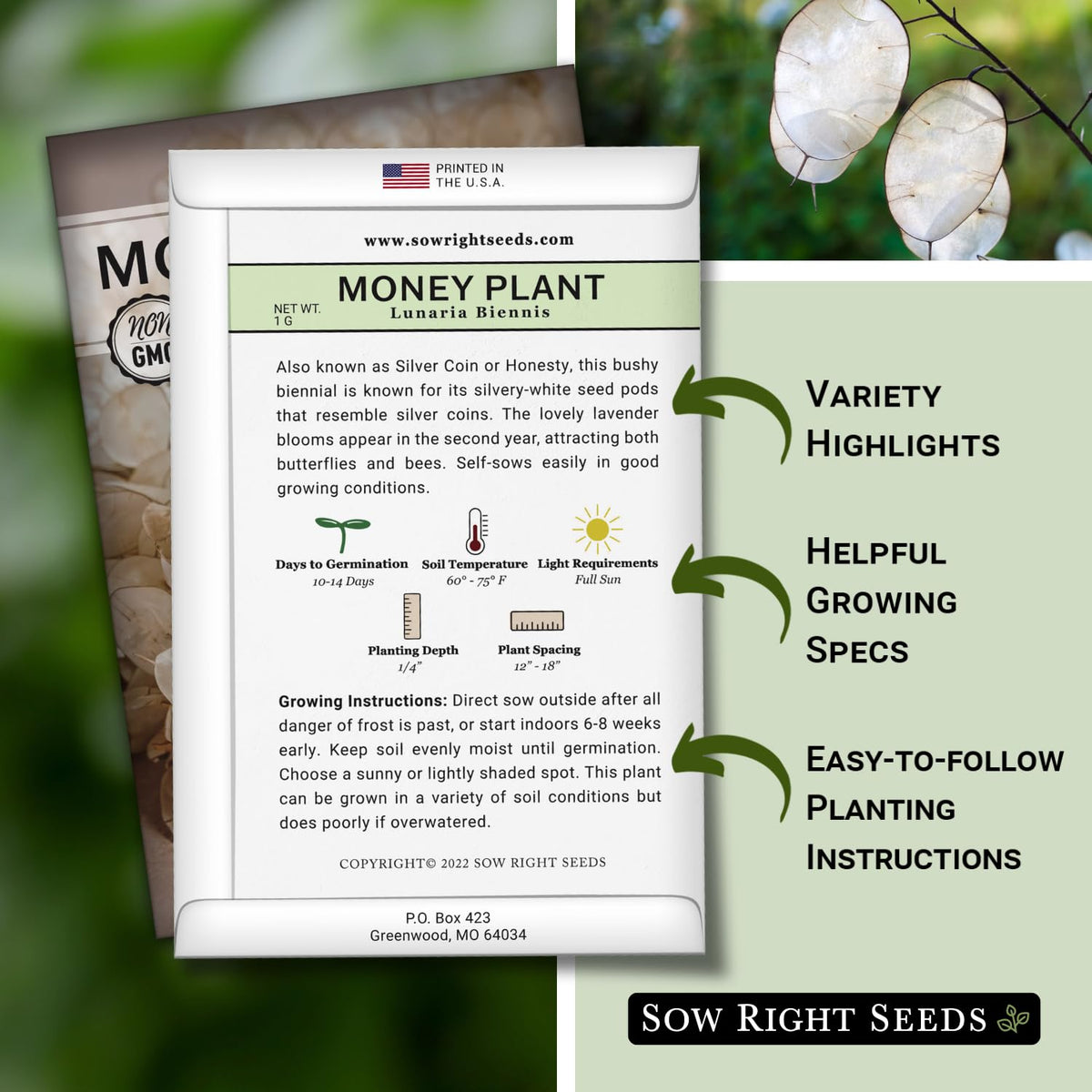 Sow Right Seeds Money Plant silvery seed pods provide striking garden accents