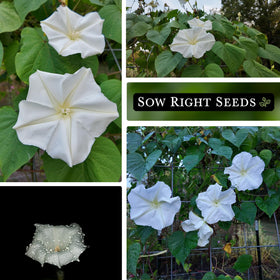 Moonflower blooms opening at dusk with a tranquil evening mood