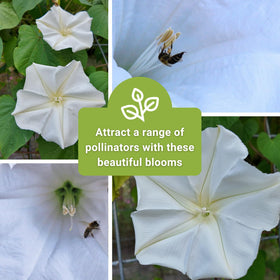 Moonflower thriving in a sunny patio garden with a trellis