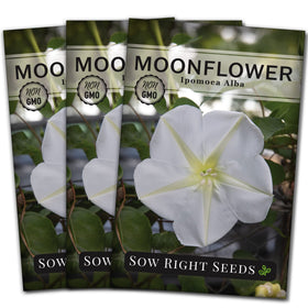 Sow Right Seeds Moonflower seeds pack ready for planting with about 55 seeds