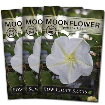 Sow Right Seeds Moonflower seeds pack ready for planting with about 55 seeds