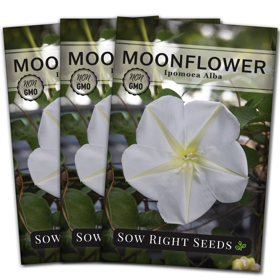 Sow Right Seeds Moonflower seeds pack ready for planting with about 55 seeds