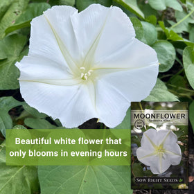Moonflower vine climbing a trellis in a sunlit garden setting