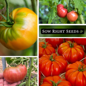 Sow Right Seeds Mortgage Lifter tomato seeds pack for strong, high-yield vines.