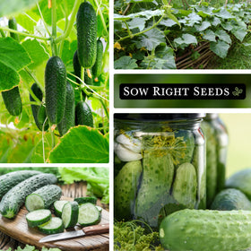 Sow Right Seeds National Pickling Cucumber Seeds being planted in a sunny garden bed