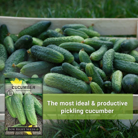 Sow Right Seeds National Pickling Cucumber Seeds harvest-ready cucumbers on the vine