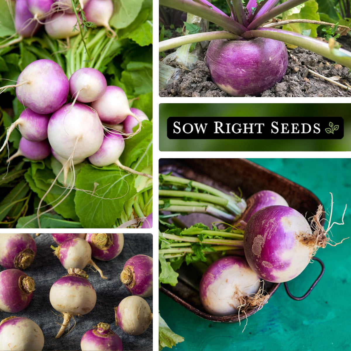 Sow Right Seeds non-GMO heirloom seeds offering reliable flavor