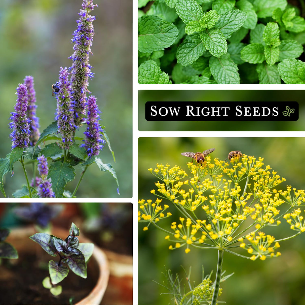 Sow Right Seeds non-GMO heirloom seeds support sustainable gardening