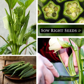 Sow Right Seeds okra thriving in full sun with proper spacing.