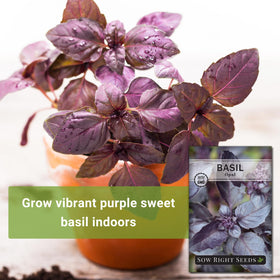 Hydroponics-friendly Opal Basil from Sow Right Seeds