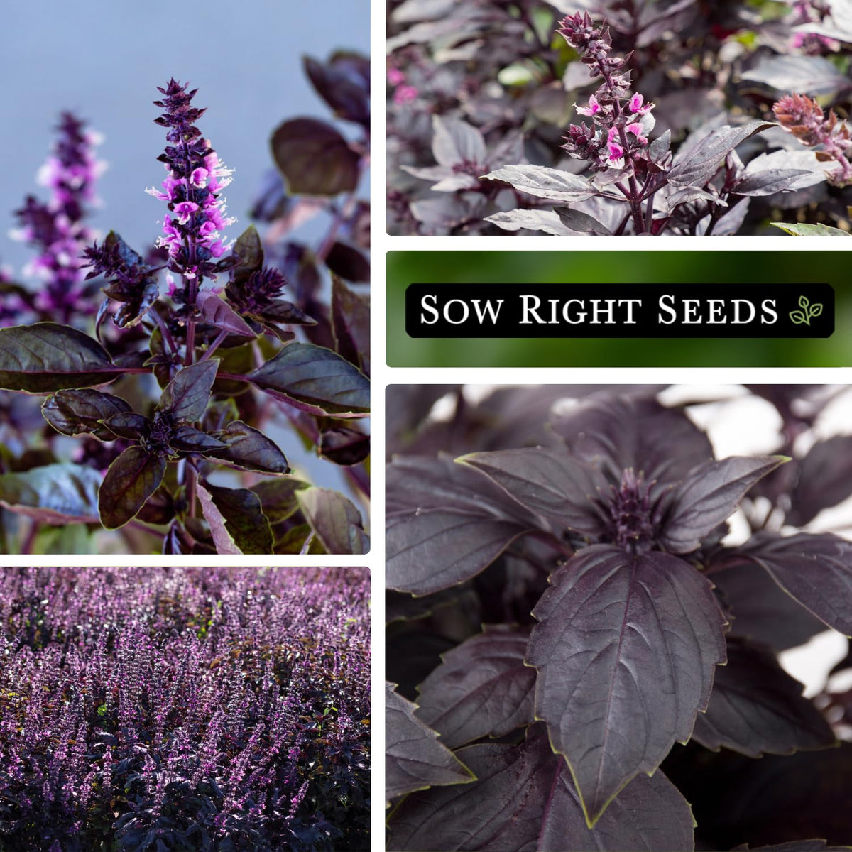 Opal Basil flourishing in outdoor garden with Sow Right Seeds