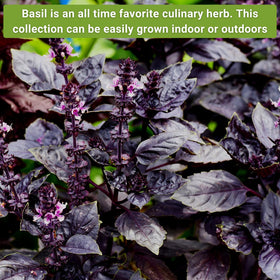 Sow Right Seeds Opal basil packets show purple foliage for colorful garnishes.