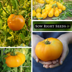 Sow Right Seeds Orange Cherry tomato cluster, sweet snacking on the vine.
