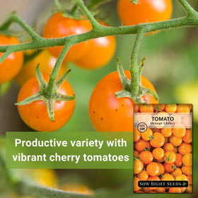 Sow Right Seeds Orange Cherry Tomato fruit clusters on vigorous vines for fresh salads.