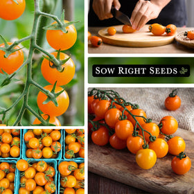 Sow Right Seeds Orange Cherry Tomato vines growing tall in a sunlit garden.