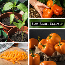 Sow Right Seeds orange sun pepper fruits turning bright orange perfect for fresh eating