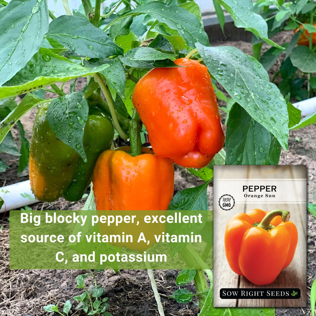 Sow Right Seeds orange sun pepper plants thriving in full sun with ample spacing