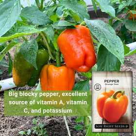 Sow Right Seeds orange sun pepper plants thriving in full sun with ample spacing