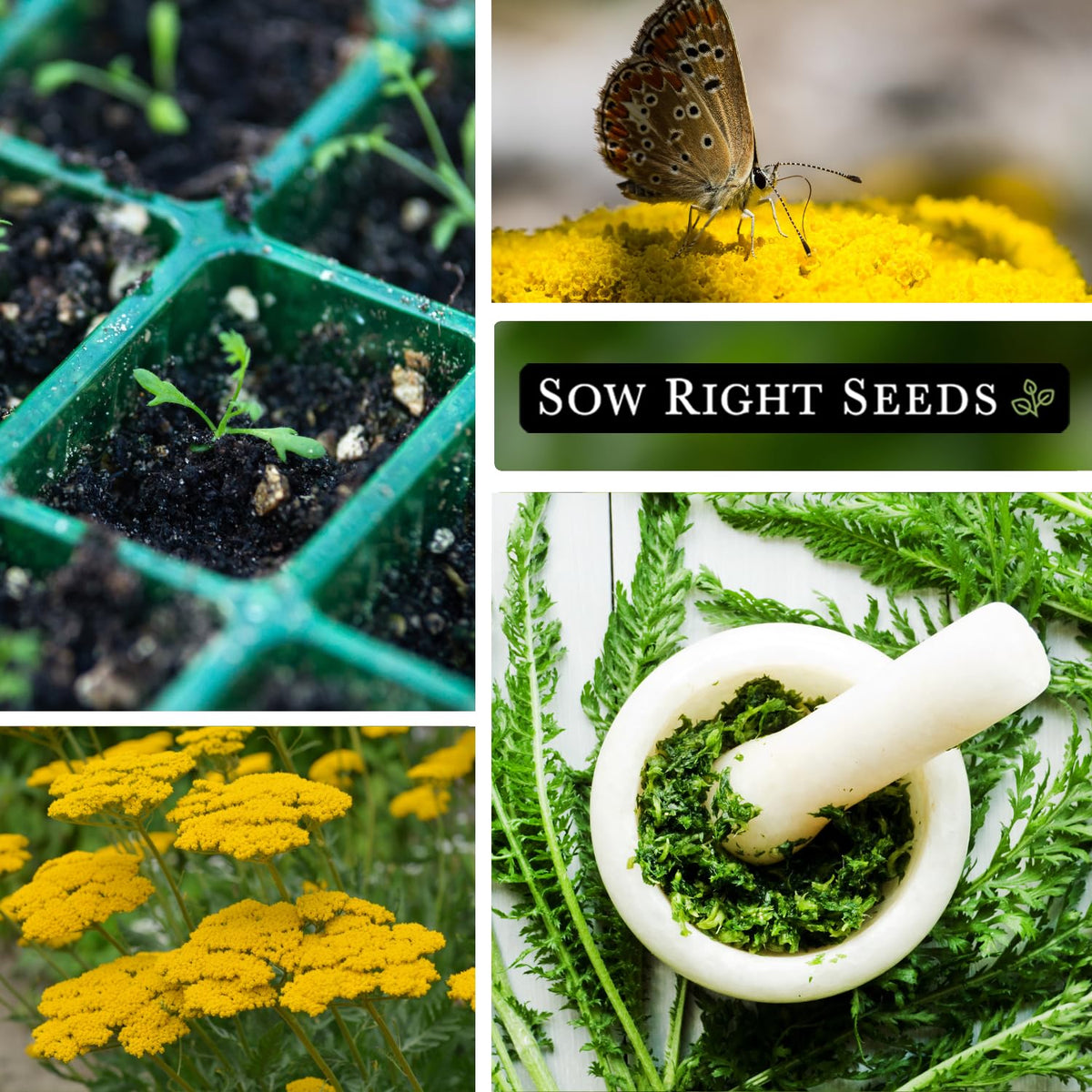 Sow Right Seeds ornamental border plants: yarrow adds height and drama