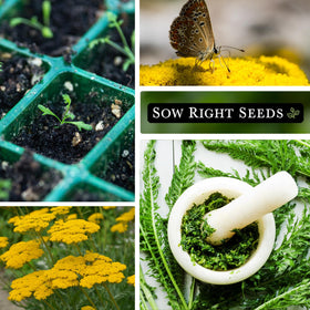 Sow Right Seeds ornamental border plants: yarrow adds height and drama