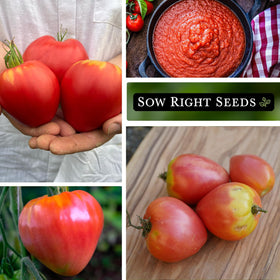 Sow Right Seeds Oxheart Pink tomato fruit—heart-shaped, flavorful, ideal for slicing.