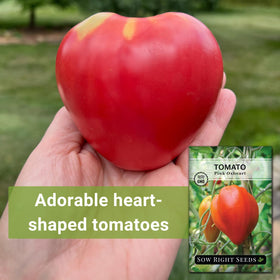 Sow Right Seeds Oxheart Pink tomato seeds with simple planting instructions for home gardens.