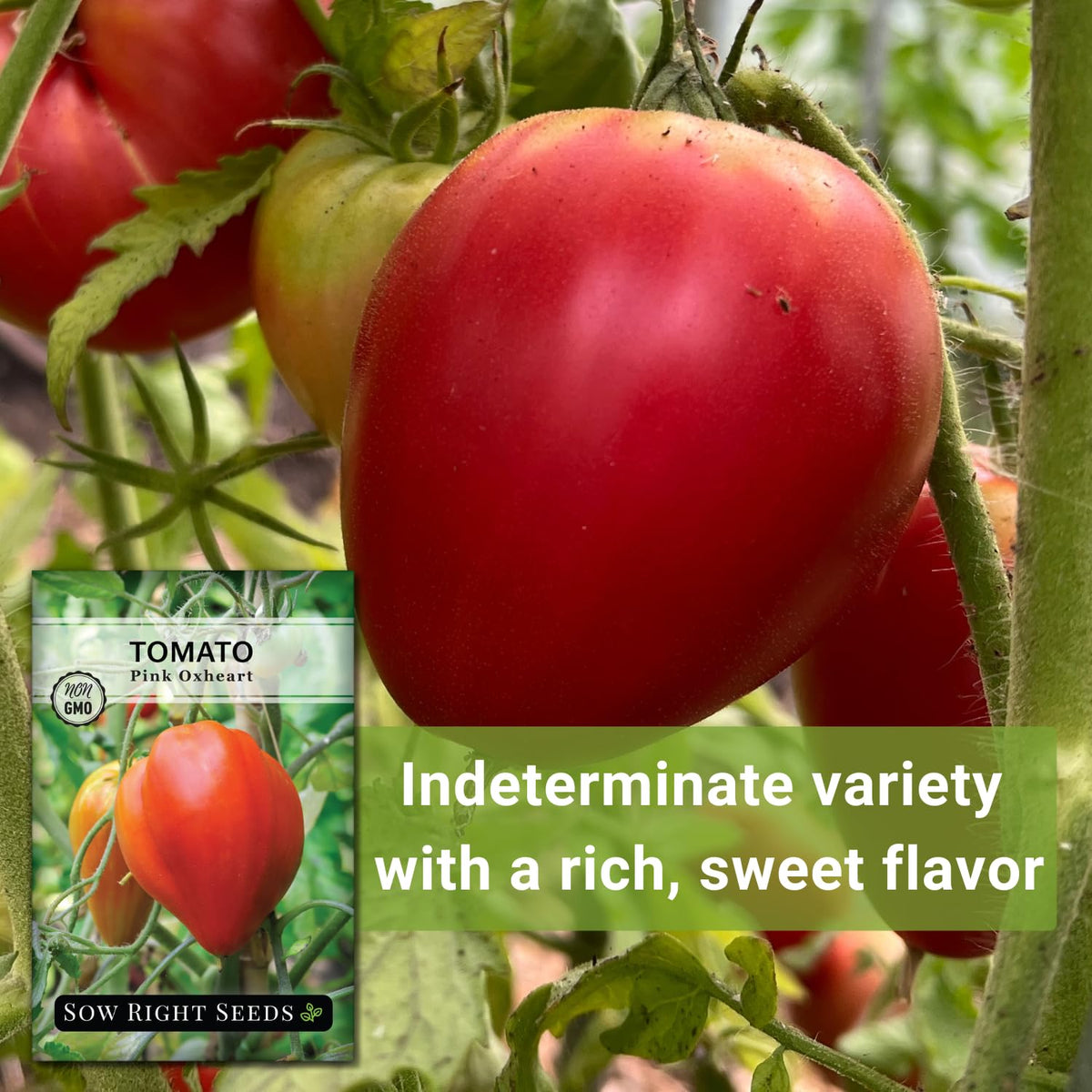 Sow Right Seeds Oxheart Pink tomato vines grow up to 6 feet for vertical gardening.