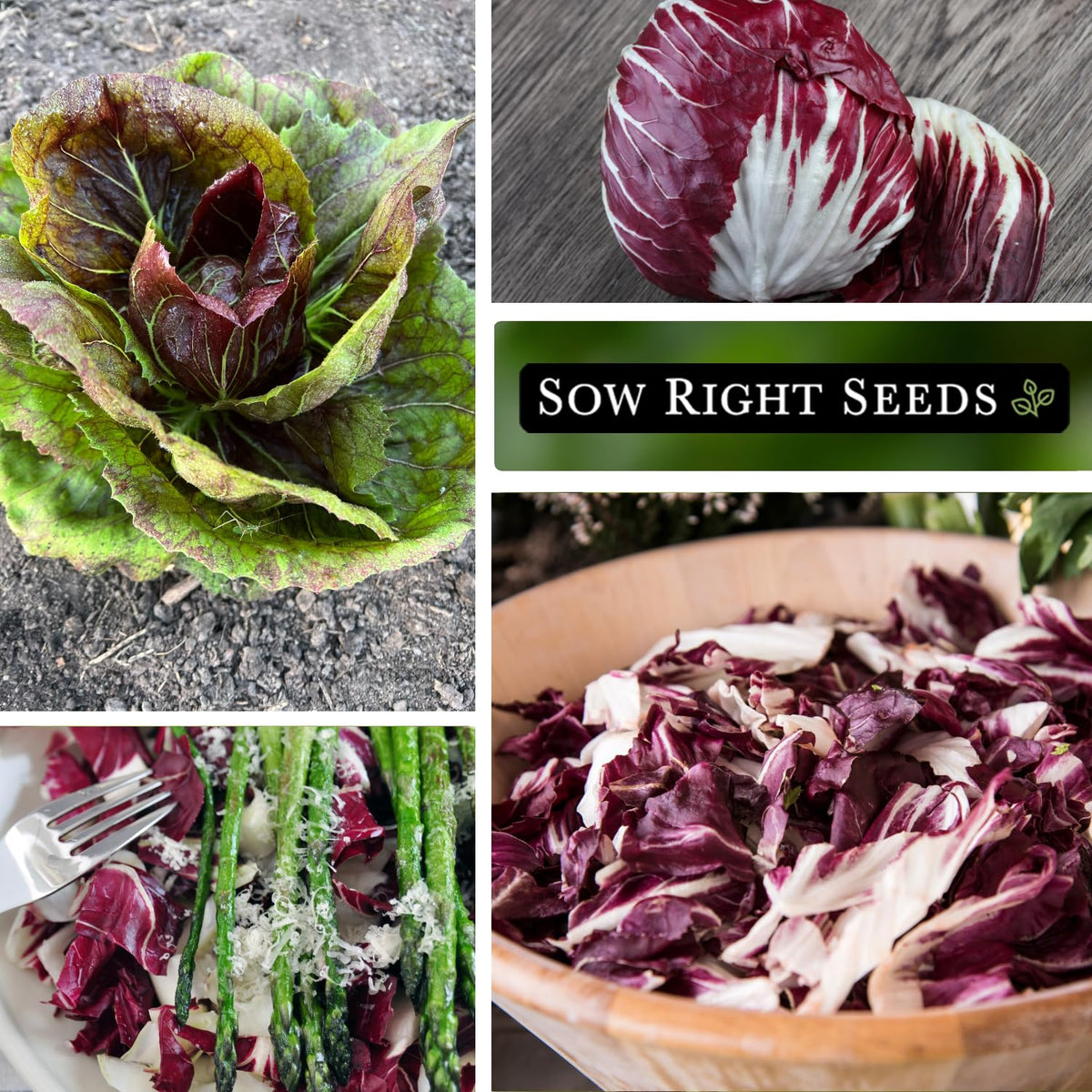 Sow Right Seeds chicory heads ready to harvest for meal prep