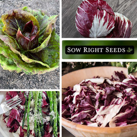 Sow Right Seeds chicory heads ready to harvest for meal prep