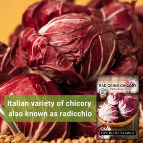 Sow Right Seeds Palla Rosa Chicory heads forming in sunlit garden