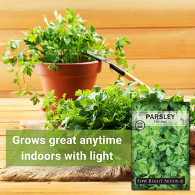 Sow Right Seeds parsley leaves harvest, ideal garnish and fresh flavor.