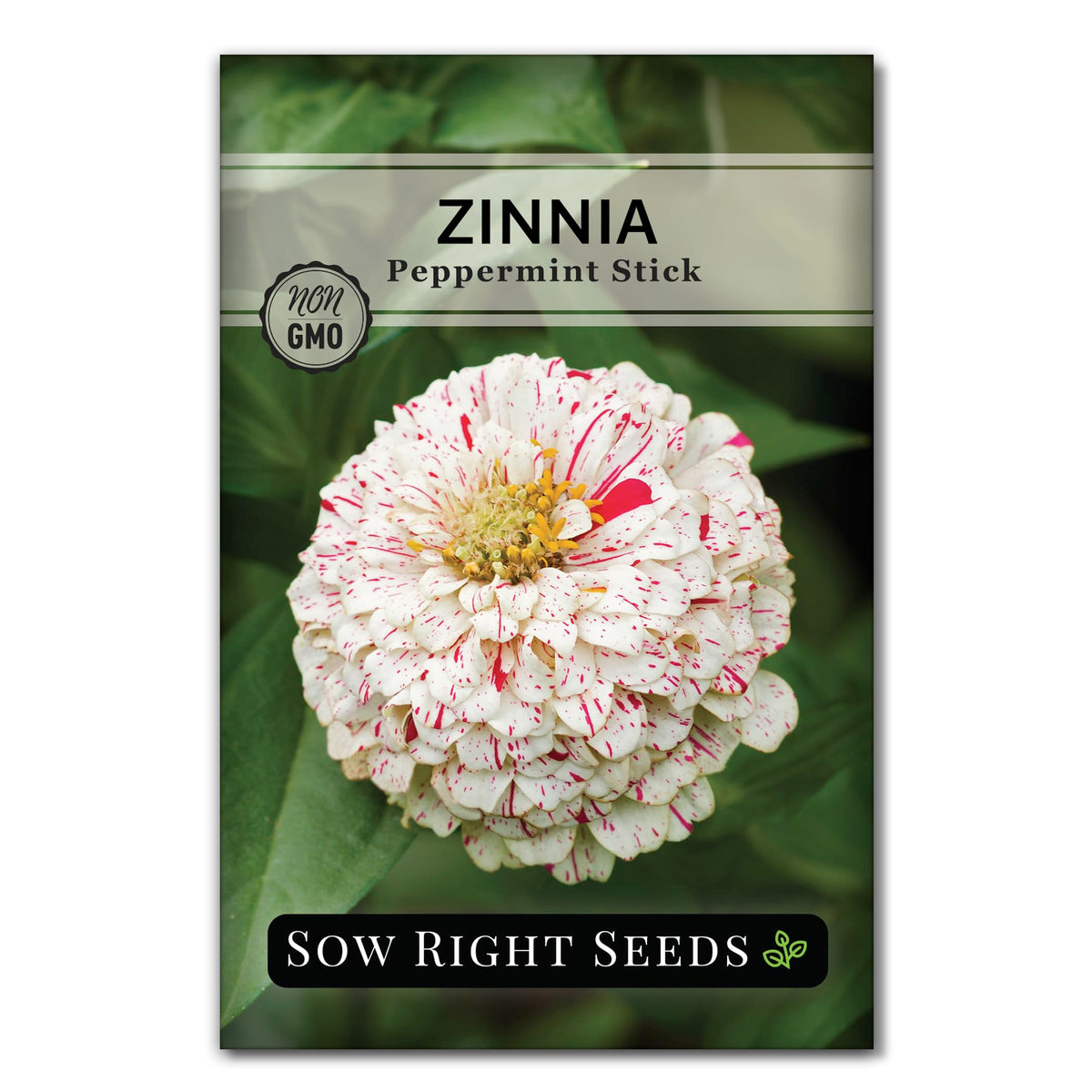 Sow Right Seeds Peppermint Stick Zinnia seed pack for sunny bed planting.