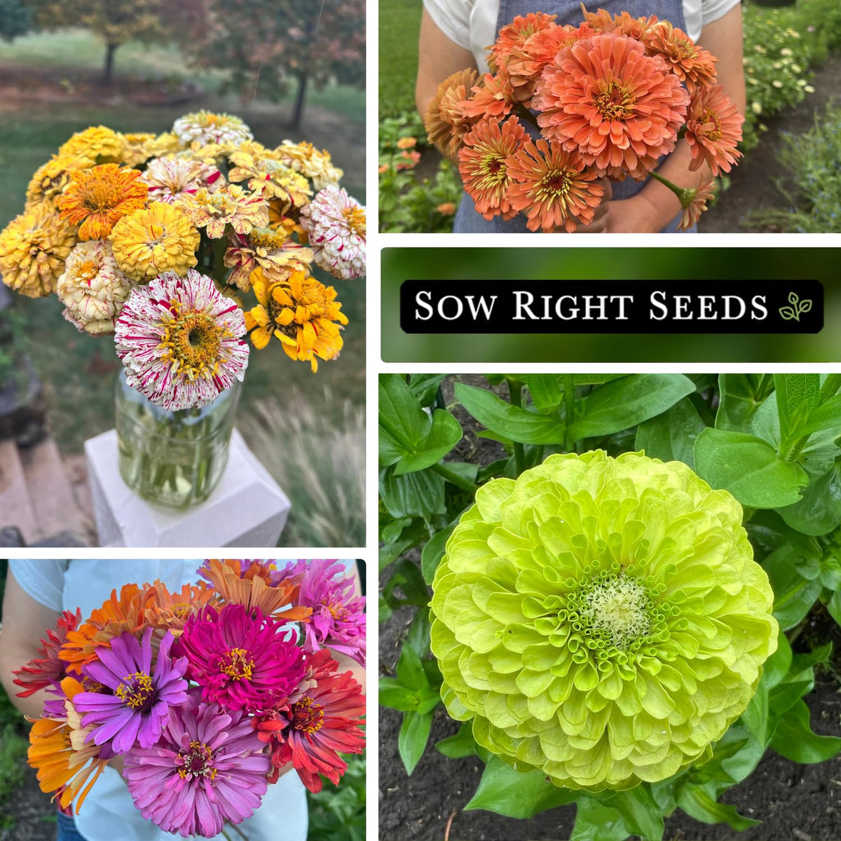 Sow Right Seeds peppermint-stick zinnia image highlights unique, upright stems.