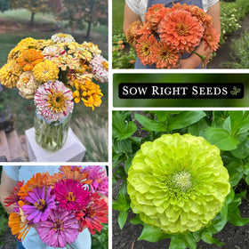 Sow Right Seeds peppermint-stick zinnia image highlights unique, upright stems.