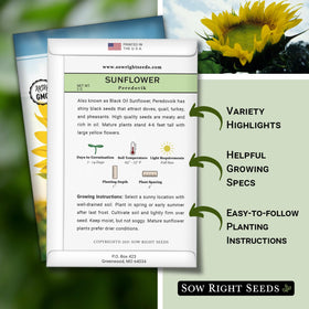 Peredovik sunflower bloom on plant attracting pollinators in a sunny garden