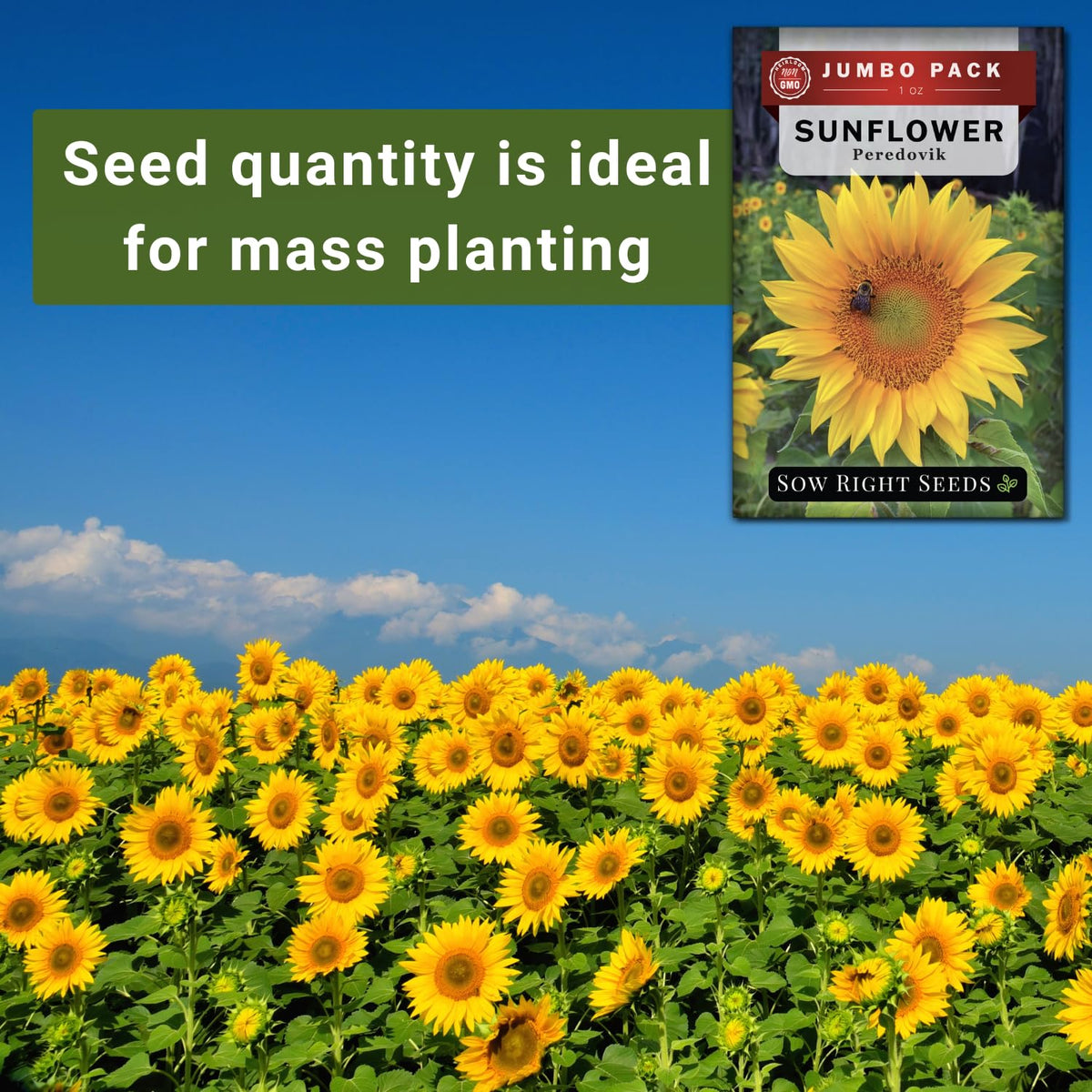 Sow Right Seeds Peredovik sunflower cut flowers for arrangements