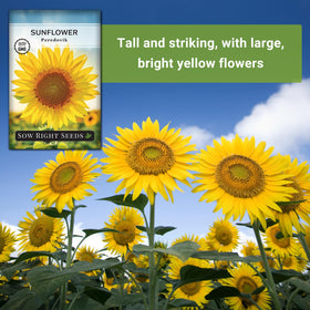 Sun-drenched field of Peredovik sunflowers ready for harvest