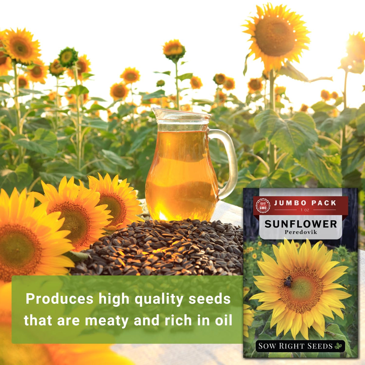 Sow Right Seeds Peredovik sunflower germination timing and spacing guide