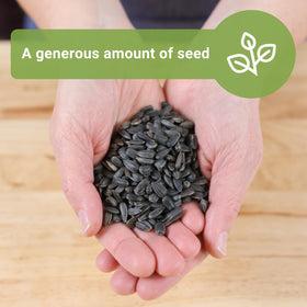 Sow Right Seeds Peredovik sunflower in a pollinator-friendly garden
